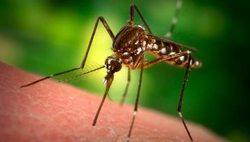 Комары способствуют развитию вирусов, - ученые