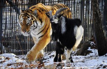 История о дружбе козла Тимура и тигра Амура оказалась ложью