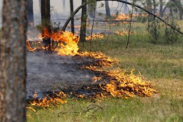 Украине грозят сильнейшие лесные пожары и страшные экологические последствия