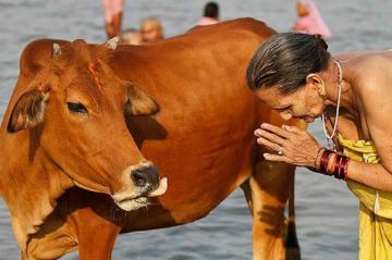 В Индии открыли горячую линию для помощи коровам