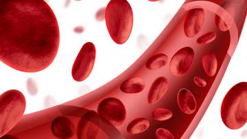 Медики из Японии вырастили самый тонкий кровеносный сосуд
