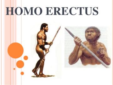 Походки Homo erectus и современного человека идентичны - ученые
