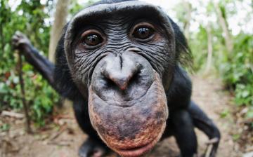 Ученые: взрослые самки бонобо помогают молодым защищать себя