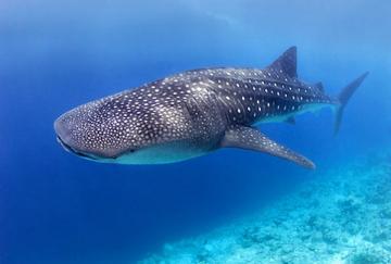 Завораживающее купание с гигантской китовой акулой (ВИДЕО)