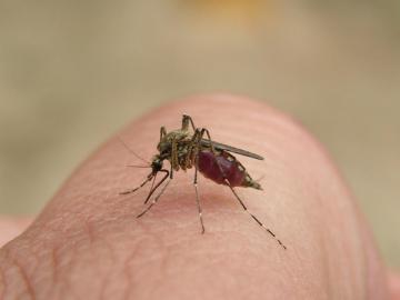 Ученые рассказали, как защититься от малярии