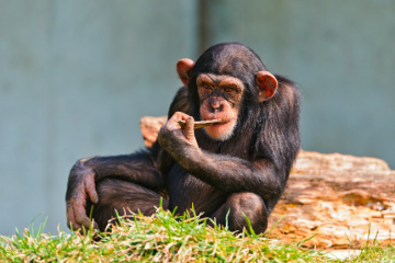 Ученые признали шимпанзе опасными для человека