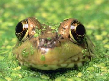 Учёные выяснили, почему лягушки квакают не в воде, а на суше