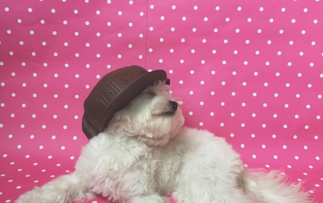 Отныне собака Насти Каменских имеет свой профиль в Instagram (ФОТО)