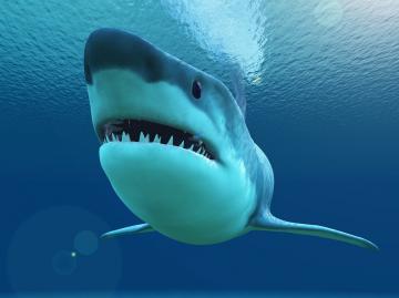 Акулы помогут человеку вырастить новые зубы