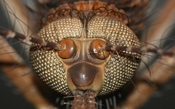 Захватывающая макрофотография насекомых (ФОТО)