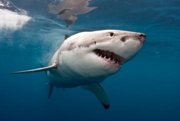 Ученые нашли 400-летнюю акулу