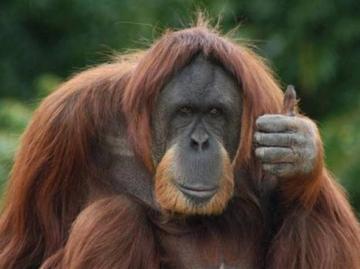 Ученые выяснили, что орангутанги способны запоминать вкус еды