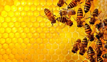 Ученые: Медоносные пчелы спасут человечество
