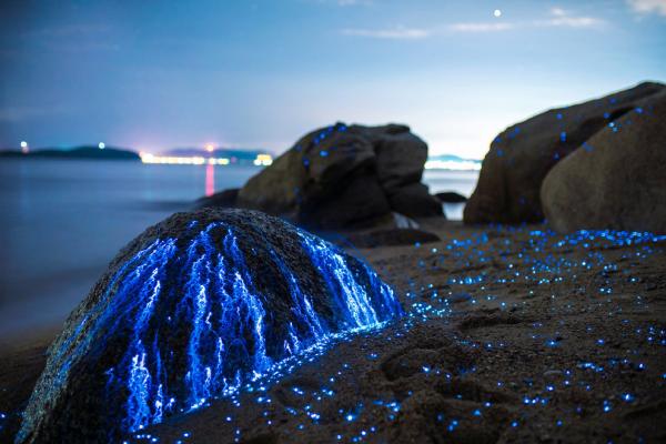 Завораживающее зрелище: волшебное свечение у берегов Японии (ФОТО)