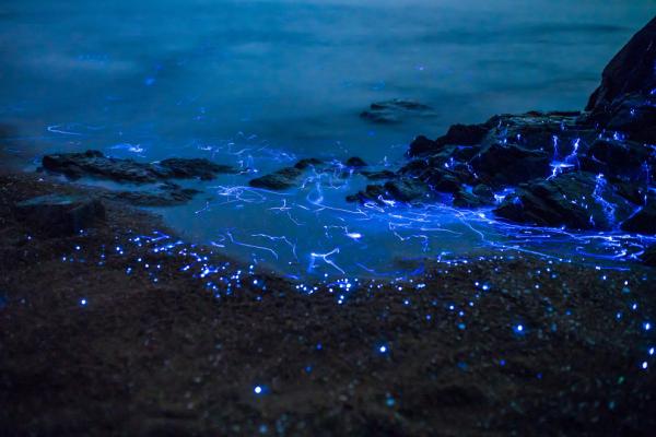 Завораживающее зрелище: волшебное свечение у берегов Японии (ФОТО)