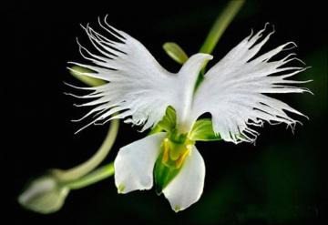 Самые причудливые цветы, созданные природой (ФОТО)