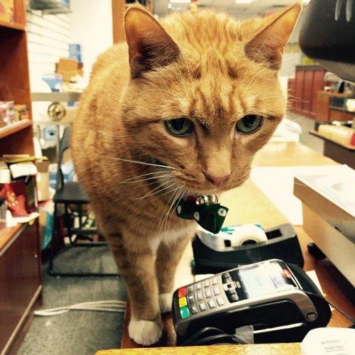 Знакомьтесь, кот Бобо - работник магазина (ФОТО)