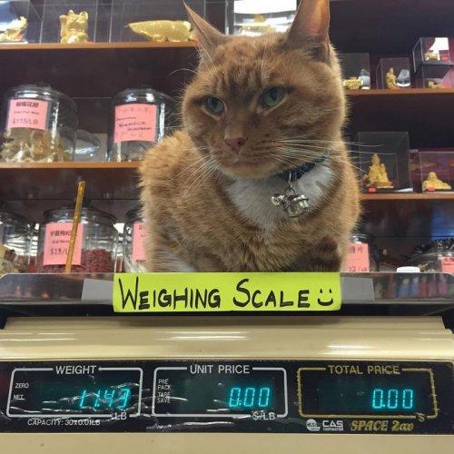 Знакомьтесь, кот Бобо - работник магазина (ФОТО)
