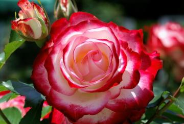 Аромат роз способствует улучшению памяти