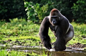 Крупнейшие в мире гориллы под угрозой вымирания - экологи