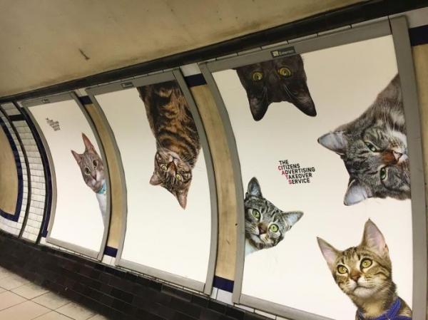 Станцию лондонского метро украсили фотографиями кошек из приютов (ФОТО)