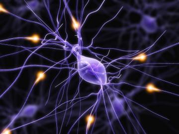 Нервные клетки все-таки восстанавливаются - ученые
