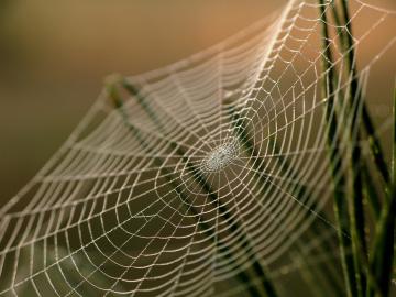 Ученые создали суперлинзу из паутины
