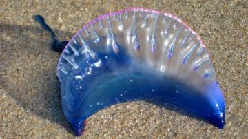 В Таиланде из-за нашествия ядовитых медуз закрывают пляжи
