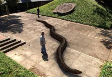 Змея-гигант обнаружена в Бразилии