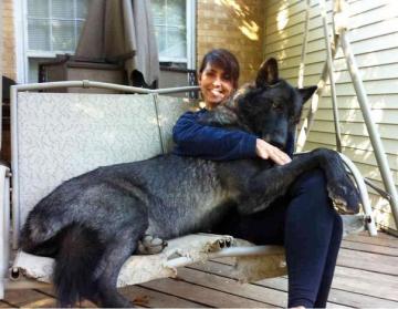 20 огромных собак, которые не понимают насколько они большие (ФОТО)
