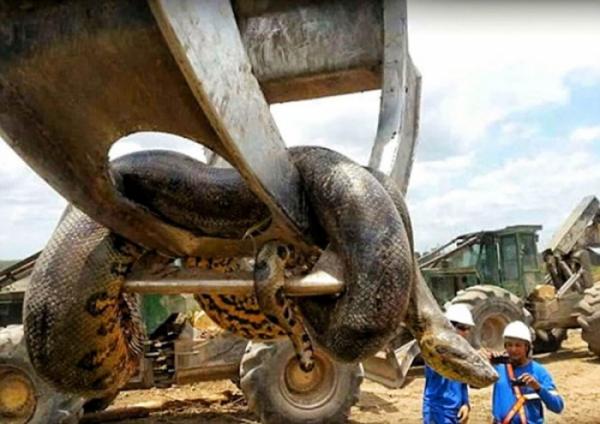 Огромная змея едва не остановила строительство гидроэлектростанции в Бразилии (ФОТО)