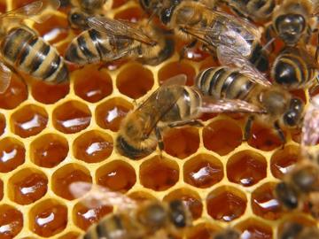 Ученые выяснили, почему у пчел хорошее настроение