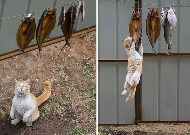 25 котов-разбойников, пойманных с поличным (ФОТО)