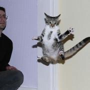 25 смешных котов, которые явно перебрали с кошачьей мятой (ФОТО) 25 смешных котов, которые явно перебрали с кошачьей мятой (ФОТО)