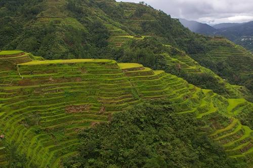 Восьмое чудо света: рисовые террасы Банауэ (ФОТО)
