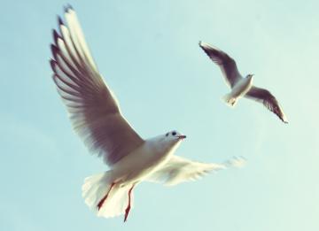 Ученые выяснили, почему птицы никогда не сталкиваются друг с другом
