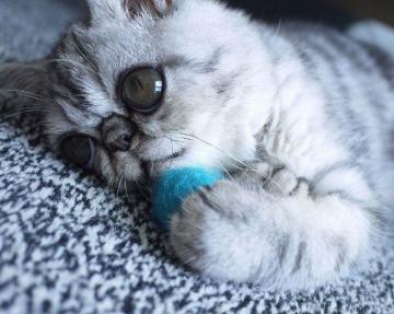 Котенок с самыми большими глазами завоевывает интернет (ФОТО)