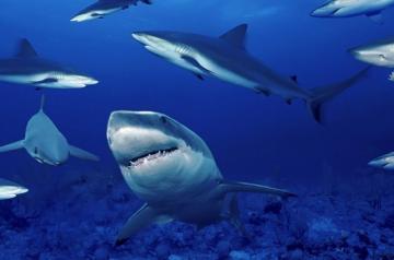 Ученые опровергли миф об акулах-одиночках