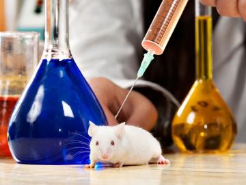 Ученые открыли у мышей сверхъестественные способности
