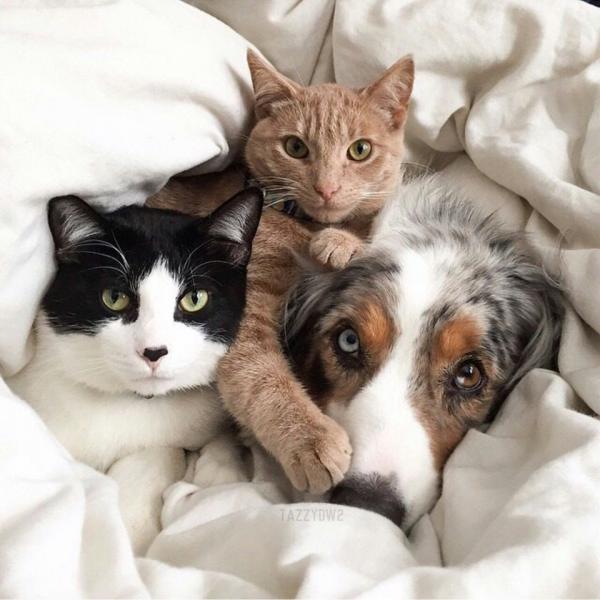 Очаровательные примеры дружбы между кошками и собаками (ФОТО)