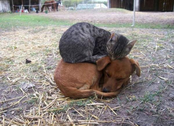 Очаровательные примеры дружбы между кошками и собаками (ФОТО)