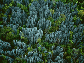 Чудо природы: самый необычный лес в мире (ФОТО)
