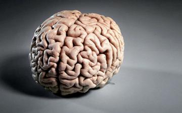 Ученые нашли новый метод лечения рака мозга