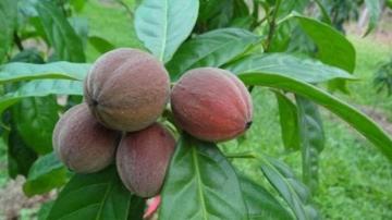 Плоды австралийского дерева могут помочь в лечении рака