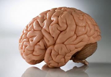 Ученые нашли способ замедлить старение мозга