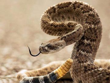 Ученые рассказали, почему у змей исчезли лапы