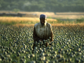 В Афганистане растет площадь посевов опиумного мака