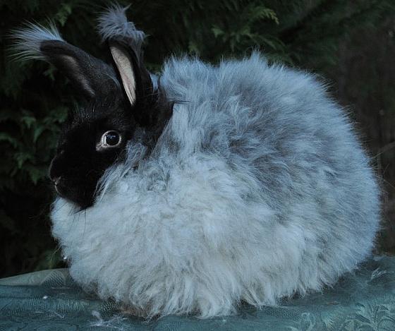 Царство шерсти: самые пушистые кролики в мире (ФОТО)