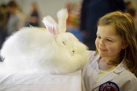 Царство шерсти: самые пушистые кролики в мире (ФОТО)
