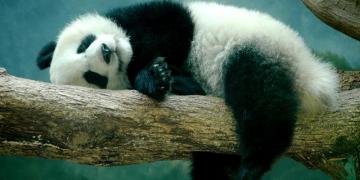 В мире животных: как отдыхают сычуанские панды (ФОТО)